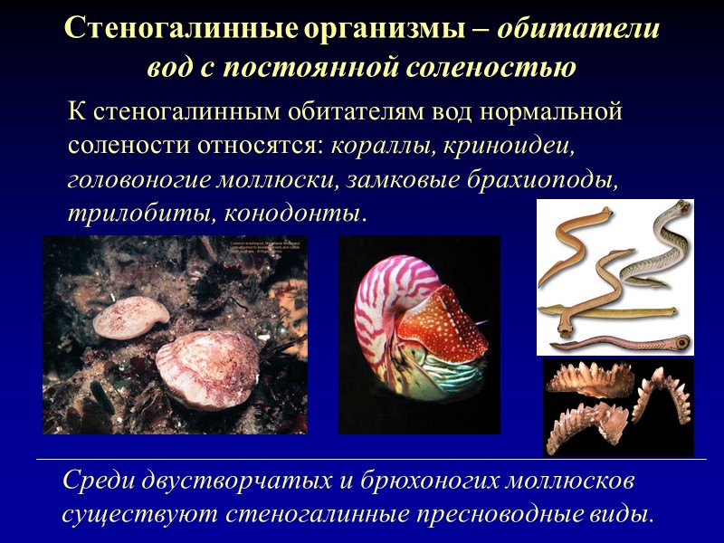 Стеногалинные организмы – обитатели вод с постоянной соленостью К стеногалинным обитателям вод нормальной солености